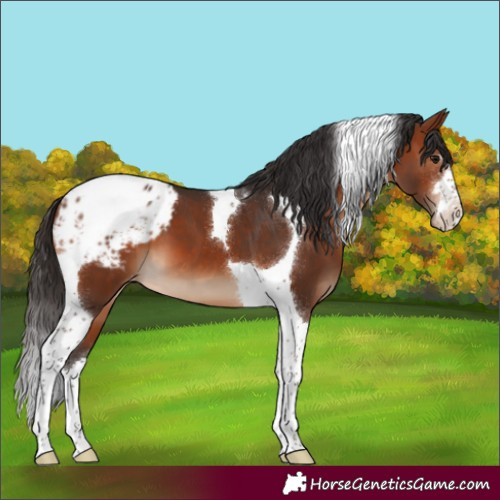 Horse Color:Brown Tobiano Blanket 