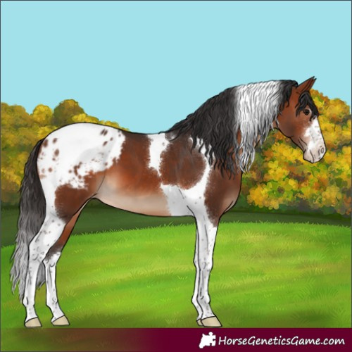 Horse Color:Brown Tobiano Appaloosa 