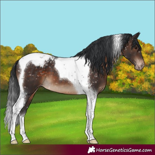 Horse Color:Brown Tobiano Appaloosa 