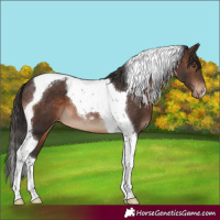 Horse Color:Brown Tobiano Appaloosa
