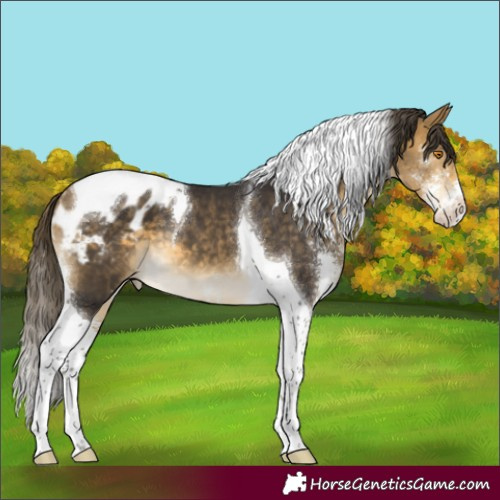 Horse Color:Buckskin Mushroom Sabino Tobiano Appaloosa 