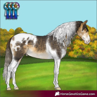 Horse Color:Buckskin Mushroom Sabino Tobiano Appaloosa 