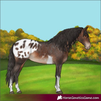 Horse Color:Brown Tobiano Appaloosa