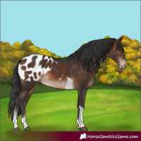 Horse Color:Brown Tobiano Appaloosa