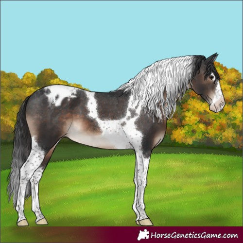 Horse Color:Brown Sabino Splash Tobiano Appaloosa