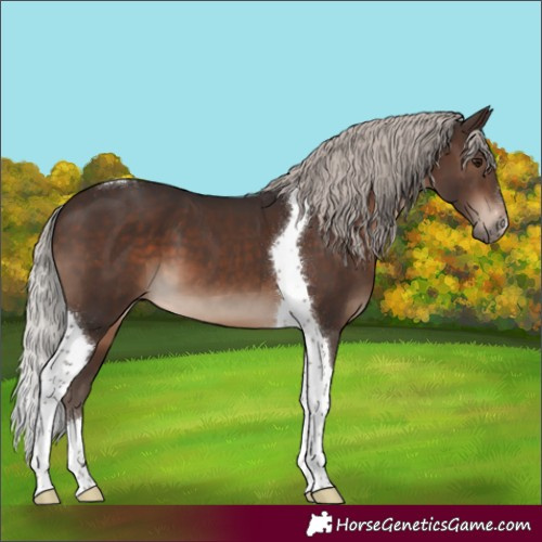 Horse Color:Silver Brown Sabino Tobiano 
