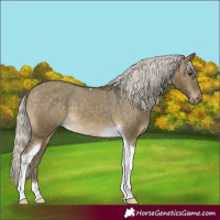 Horse Color:Silver Buckskin Dun Tobiano Appaloosa