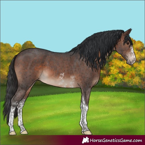 Horse Color:Brown Sabino Tobiano 