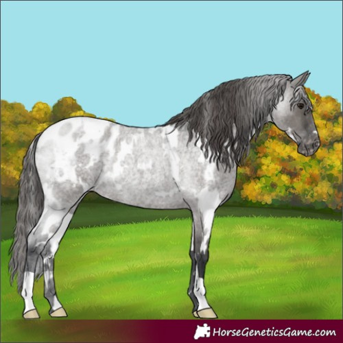 Horse Color:White Spotted Grullo Roan Appaloosa Rabicano 