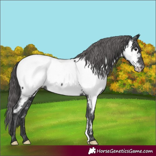 Horse Color:Black Appaloosa Rabicano 