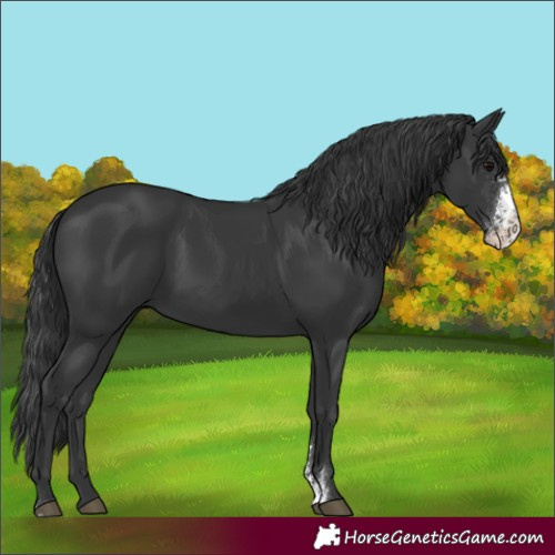 Horse Color:Black Sabino Rabicano