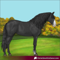 Horse Color:Black Sabino Rabicano 