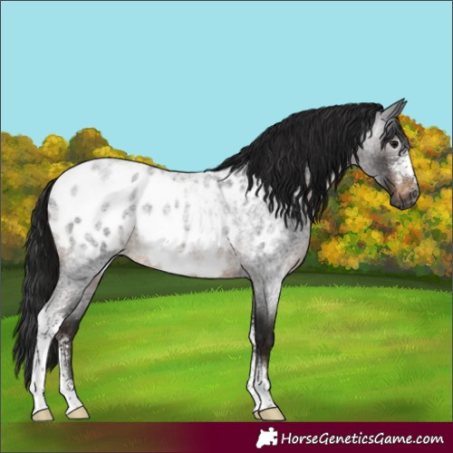 Horse Color:Gray Brown Roan Sabino Appaloosa Rabicano 