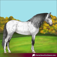 Horse Color:Gray Brown Roan Sabino Appaloosa Rabicano 