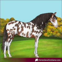 Horse Color:Bay Sabino Splash Near Leopard Rabicano 