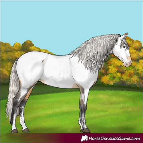 Horse Color:Powder White Silver Buckskin Near Fewspot Rabicano