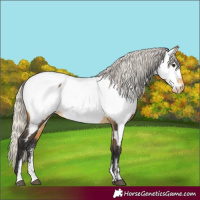 Horse Color:Powder White Silver Buckskin Appaloosa Rabicano