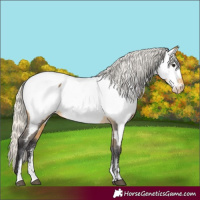 Horse Color:Powder White Silver Buckskin Near Fewspot Rabicano 