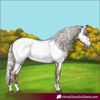 Horse Color:White Spotted Silver Black Appaloosa Rabicano