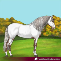 Horse Color:White Spotted Silver Black Appaloosa Rabicano 
