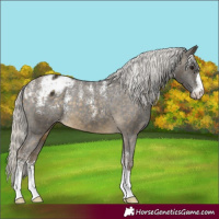 Horse Color:Powder White Silver Buckskin Appaloosa Rabicano