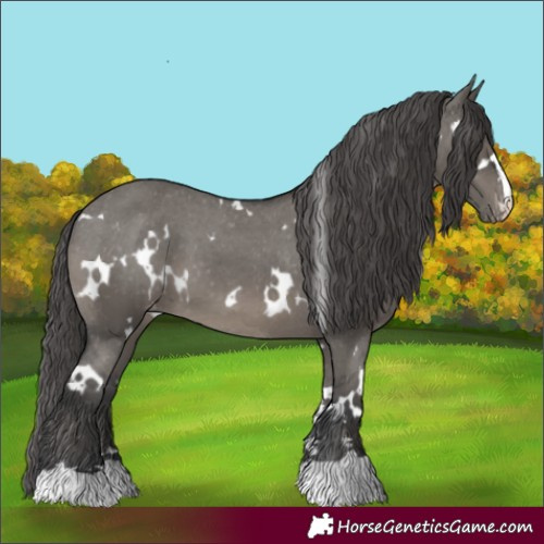 Horse Color:White Spotted Grullo Appaloosa