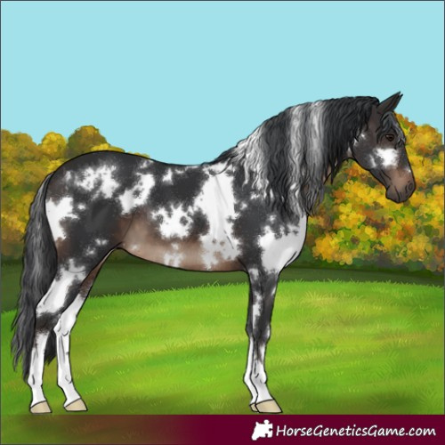 Horse Color:White Spotted Brown 