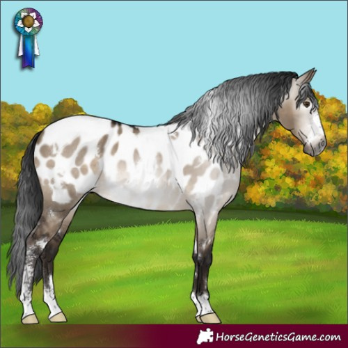 Horse Color:Gray White Spotted Brown Dun Mushroom Sabino Appaloosa 