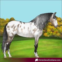 Horse Color:Gray White Spotted Brown Dun Mushroom Sabino Appaloosa