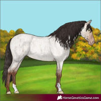 Horse Color:Sable Champagne Roan Dun Brindle 