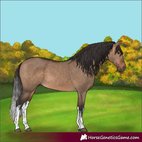 Horse Color:White Spotted Brown Dun 