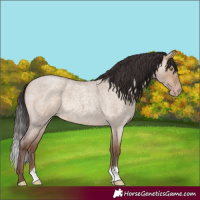 Horse Color:Sable Champagne Roan Dun Brindle 