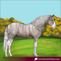 Horse Color:Powder White Silver Brown Splash Appaloosa Rabicano 