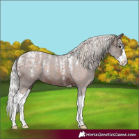 Horse Color:Powder White Silver Brown Splash Appaloosa Rabicano 