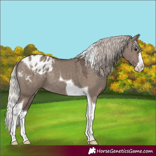 Horse Color:Silver Grullo Splash Tobiano Appaloosa Rabicano 