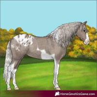 Horse Color:Silver Grullo Splash Tobiano Blanket Rabicano 