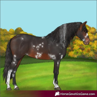 Horse Color:White Spotted Brown Tobiano Appaloosa Rabicano