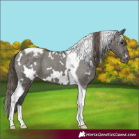 Horse Color:White Spotted Grullo Tobiano Varnish 