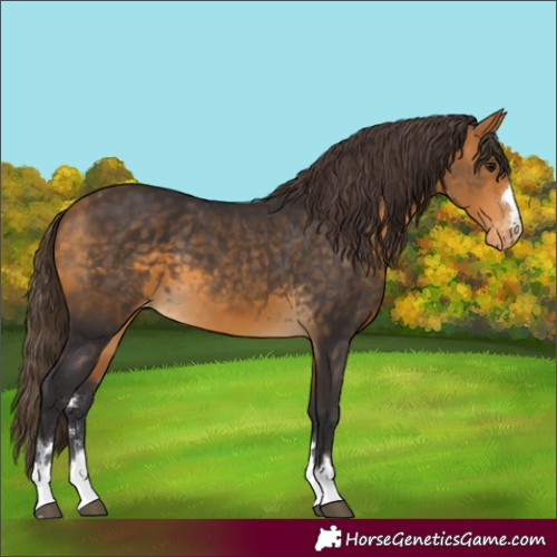 Horse Color:Buckskin Appaloosa