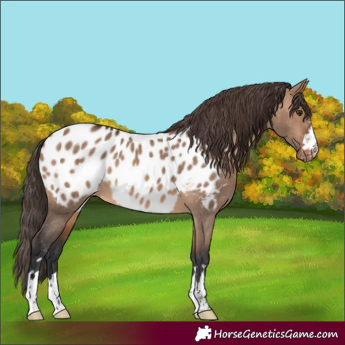 Horse Color:Brown Dun Blanket