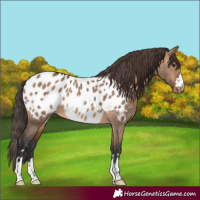Horse Color:Brown Dun Appaloosa