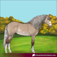 Horse Color:Silver Brown Dun