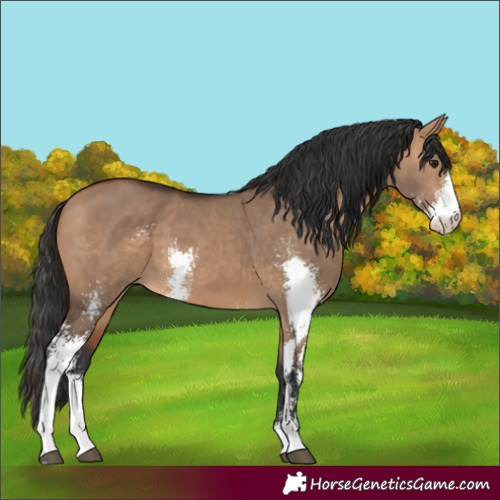 Horse Color:Bay Dun Sabino 