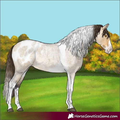 Horse Color:Buckskin Roan Dun Splash Tobiano Appaloosa Rabicano 
