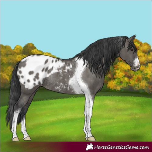 Horse Color:Grullo Tobiano Appaloosa Rabicano Brindle 