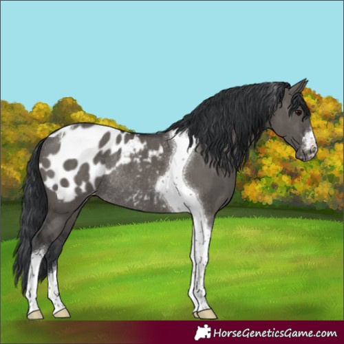 Horse Color:Grullo Tobiano Appaloosa Rabicano Brindle 