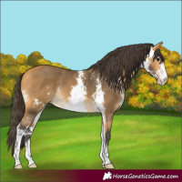 Horse Color:Buckskin Sabino
