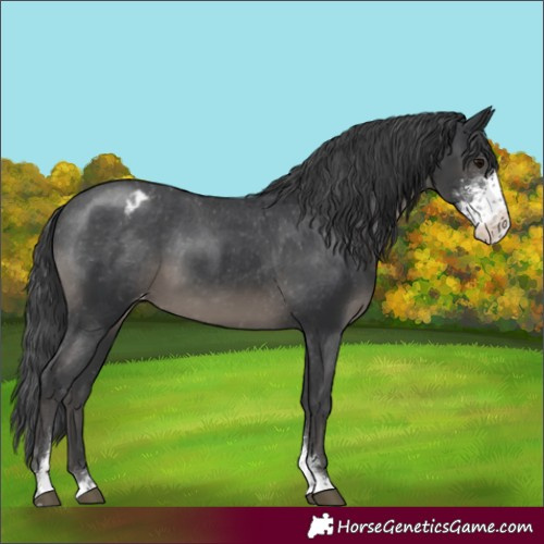 Horse Color:Black Sabino Appaloosa 