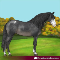 Horse Color:Black Sabino Appaloosa 