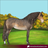 Horse Color:Buckskin Appaloosa Rabicano